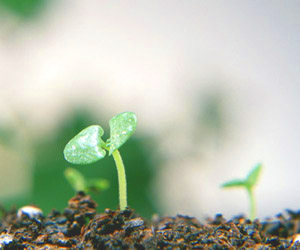 ���ی�Ɛ����G��